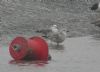 Caspian Gull at Hole Haven Creek (Steve Arlow) (62976 bytes)
